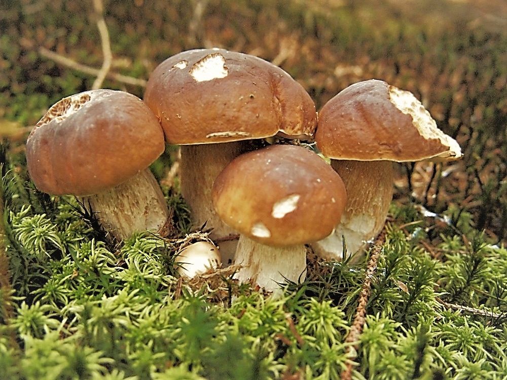 Houbařská sezona ještě není ztracená. Deště probouzejí podhoubí, plné košíky může přinést září