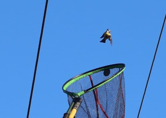 Sýkorku uvězněnou na drátech vysokého napětí zachránili hasiči, záchranáři i energetici