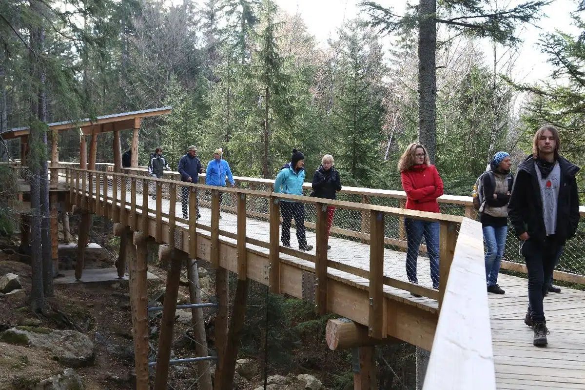 Ve Srní opravují lávku nad vlčím výběhem. Práce sleduje i desetihlavá smečka