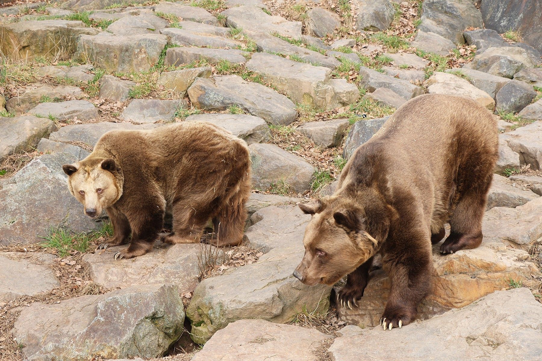 Všichni tři medvědi v plzeňské ZOO se probudili ze zimního spánku