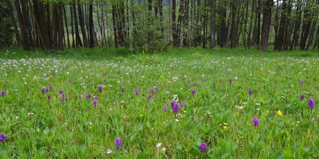 obrázek: Vzácné slatiniště v Českém lese je téměř pětkrát větší. Chrání orchideje i ohroženého motýla