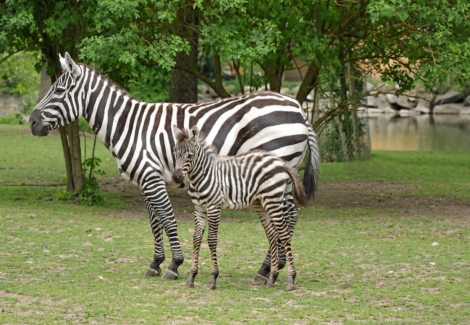 Vzácné stádo v Zoo Plzeň se rozrostlo. Narodila se zebra Timbuktu