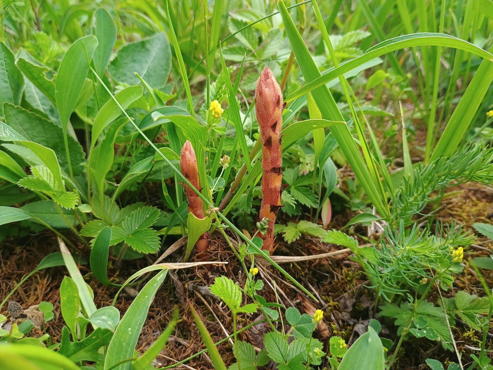 Vzácné zárazy na Křivoklátsku rozkvétají. Lidé si je často pletou s orchidejemi