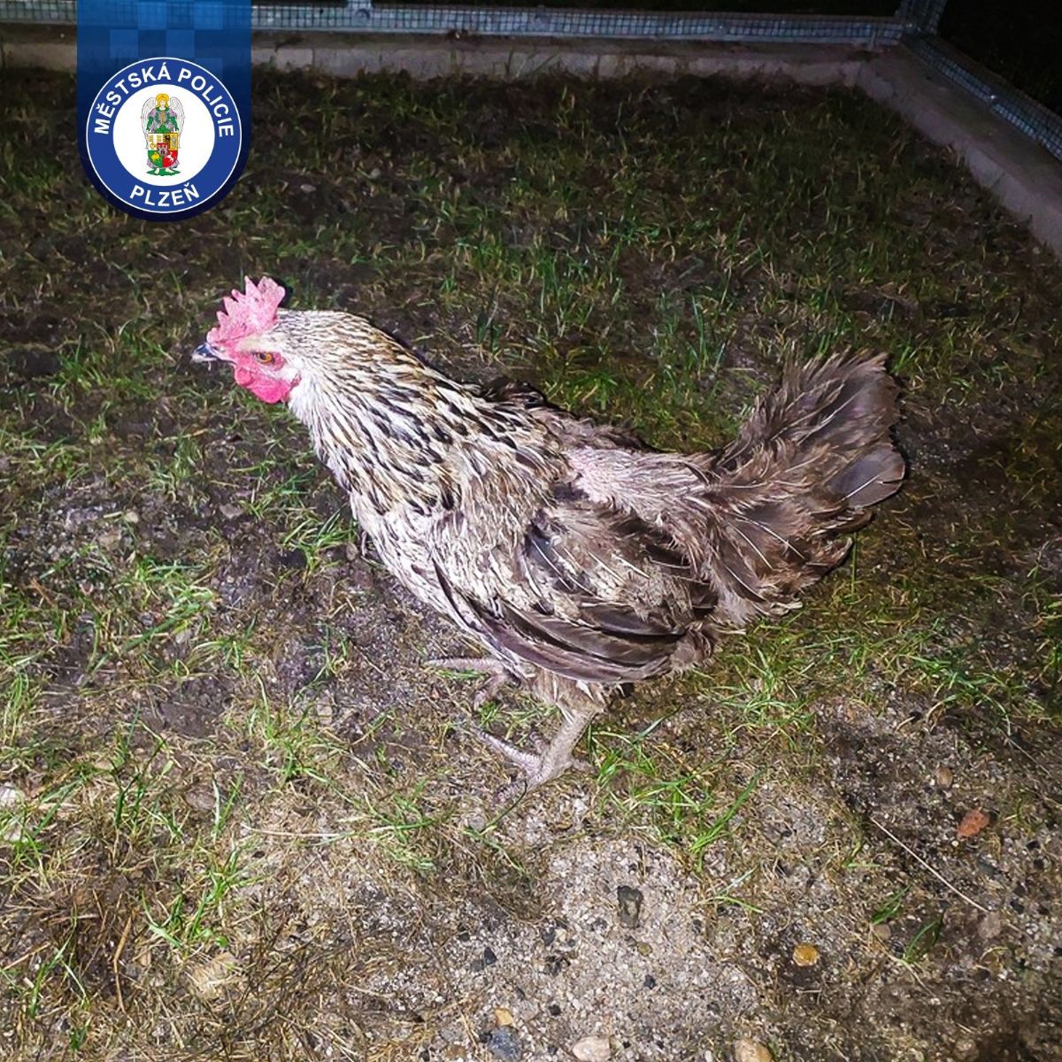 Zatoulaná slepice Lída skončila v útulku