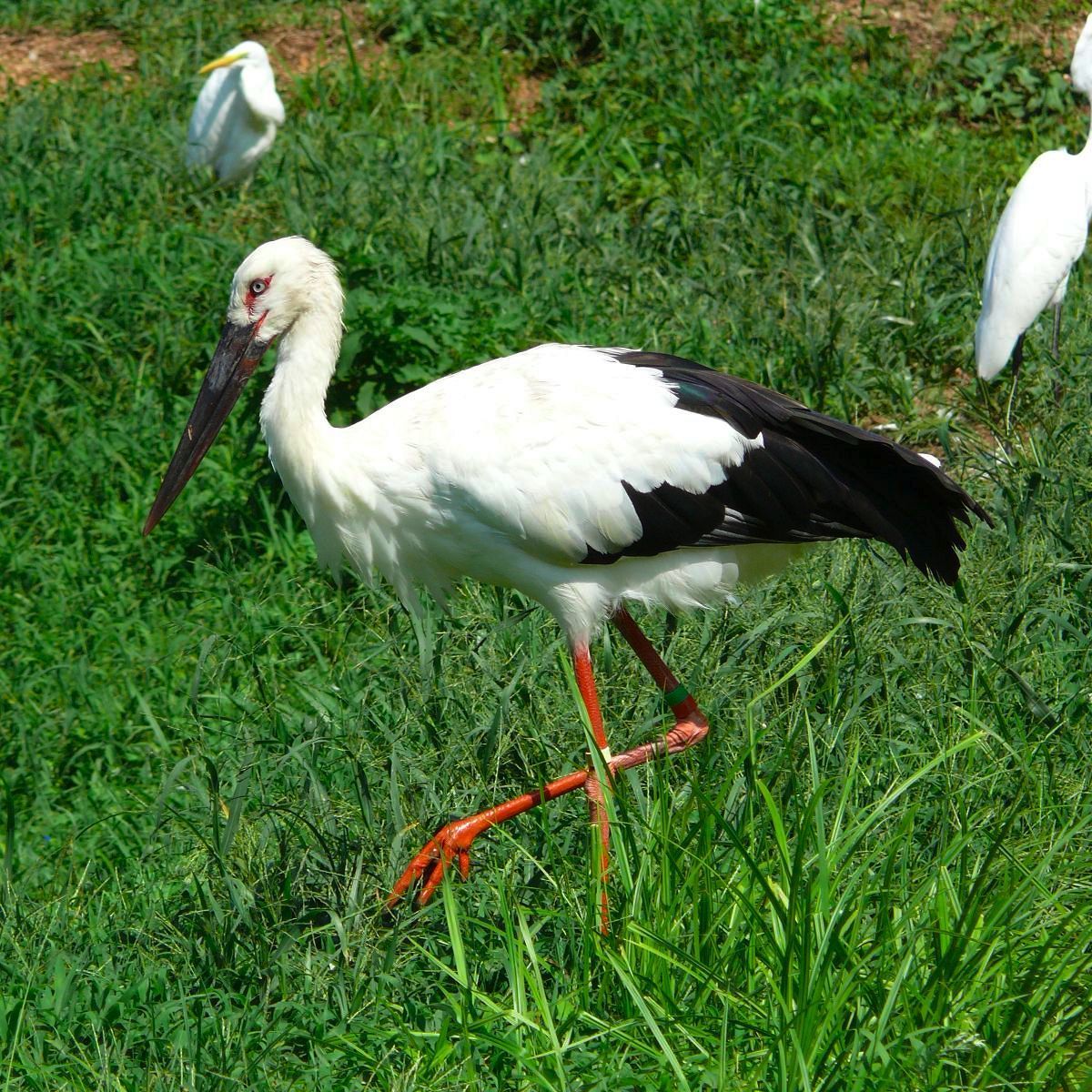 Zoo Plzeň má českou premiéru. Dva vzácní čápi východní dorazili z Belgie
