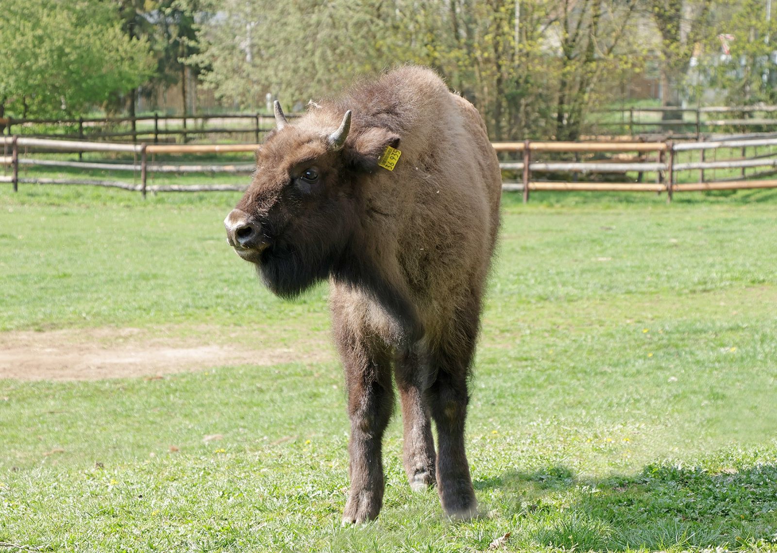 Do plzeňské zoo dorazila nová zubří slečna. Valendra posílí stádo evropských obrů