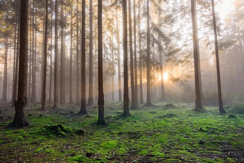 Kolik chráněné přírody má Plzeňský kraj? Patří k nejcennějším regionům v Česku