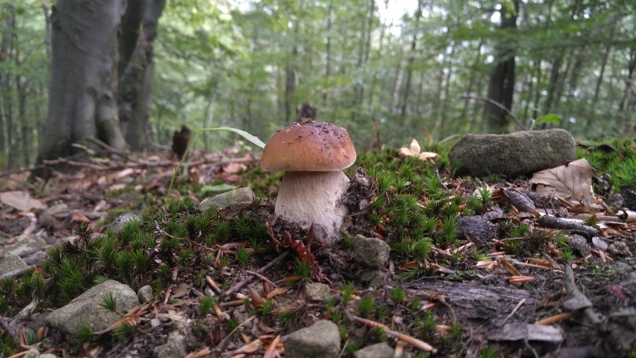 Na houbovou sezónu si ještě počkáme - vláha je, ale plodnice chybí