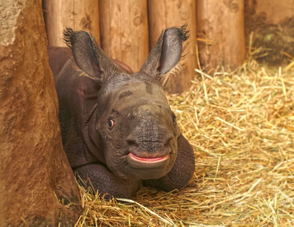 Narození mláděte nosorožce indického - mrkněte na video