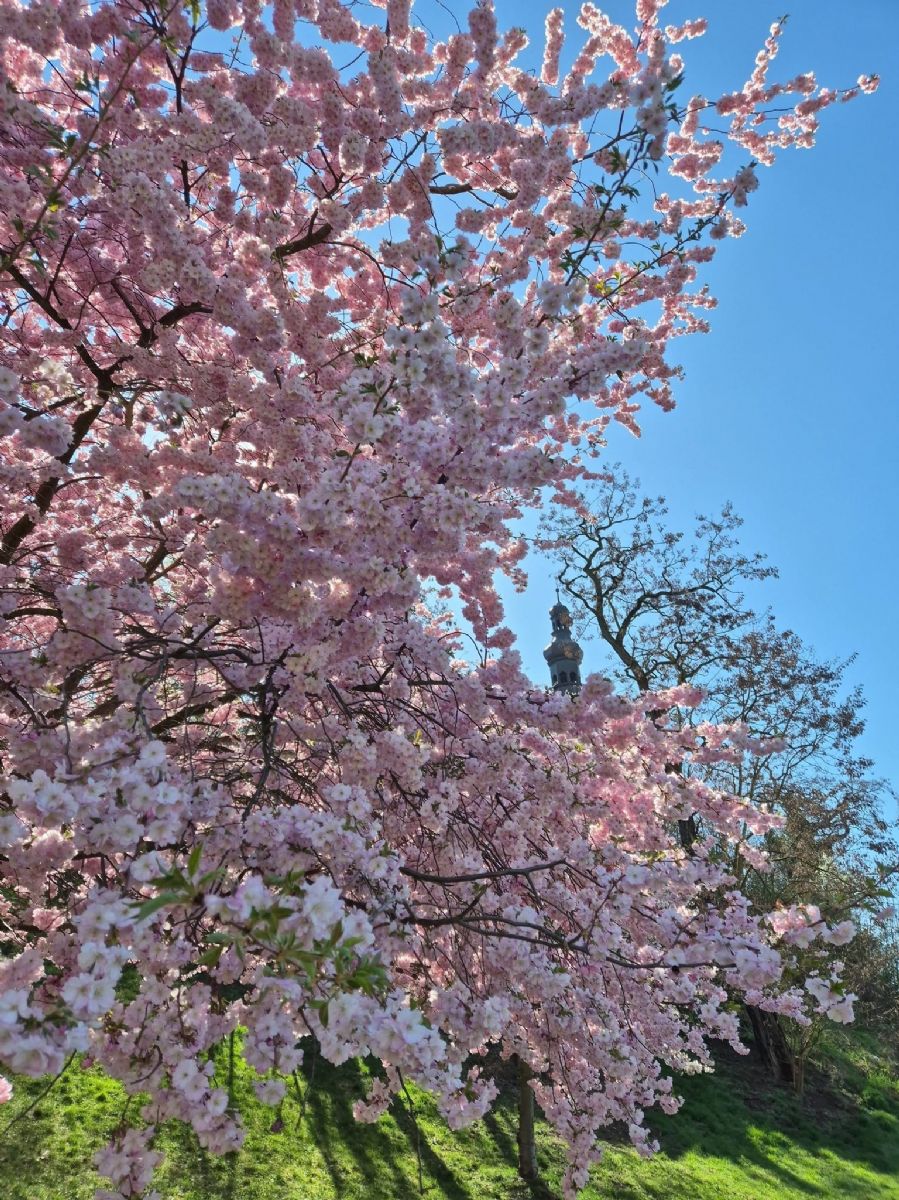 Plzeň se zbarvila do růžova. Sakury rozkvetly a lákají na krátkou jarní podívanou