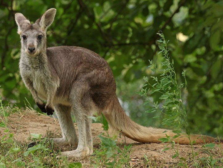 Plzeňská zoo poprvé chová klokany horské. Jedna ze samic přivezla i mládě