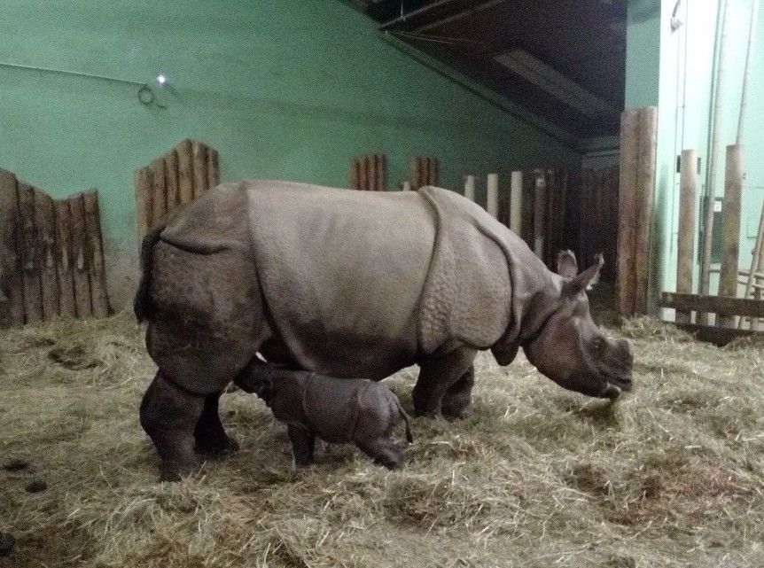 Plzeňská zoo slaví narození vzácného nosorožce