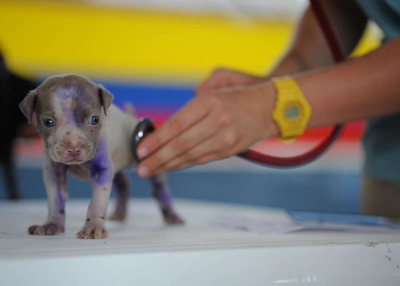 Plzeňský kraj bez noční veterinární pohotovosti