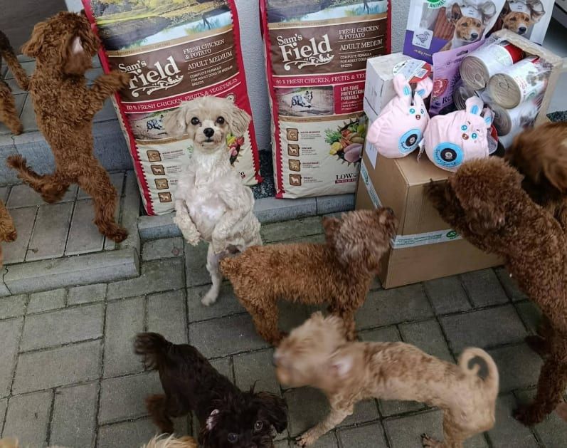 Psi z otřesné množírny našli péči i na Tachovsku. V útulku čekají na nový začátek