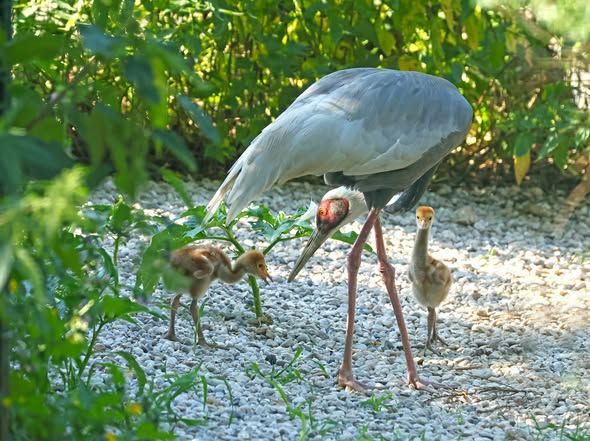 Zoo Plzeň po dvouleté pauze vylíhla dvě mláďata jeřábů bělošíjích