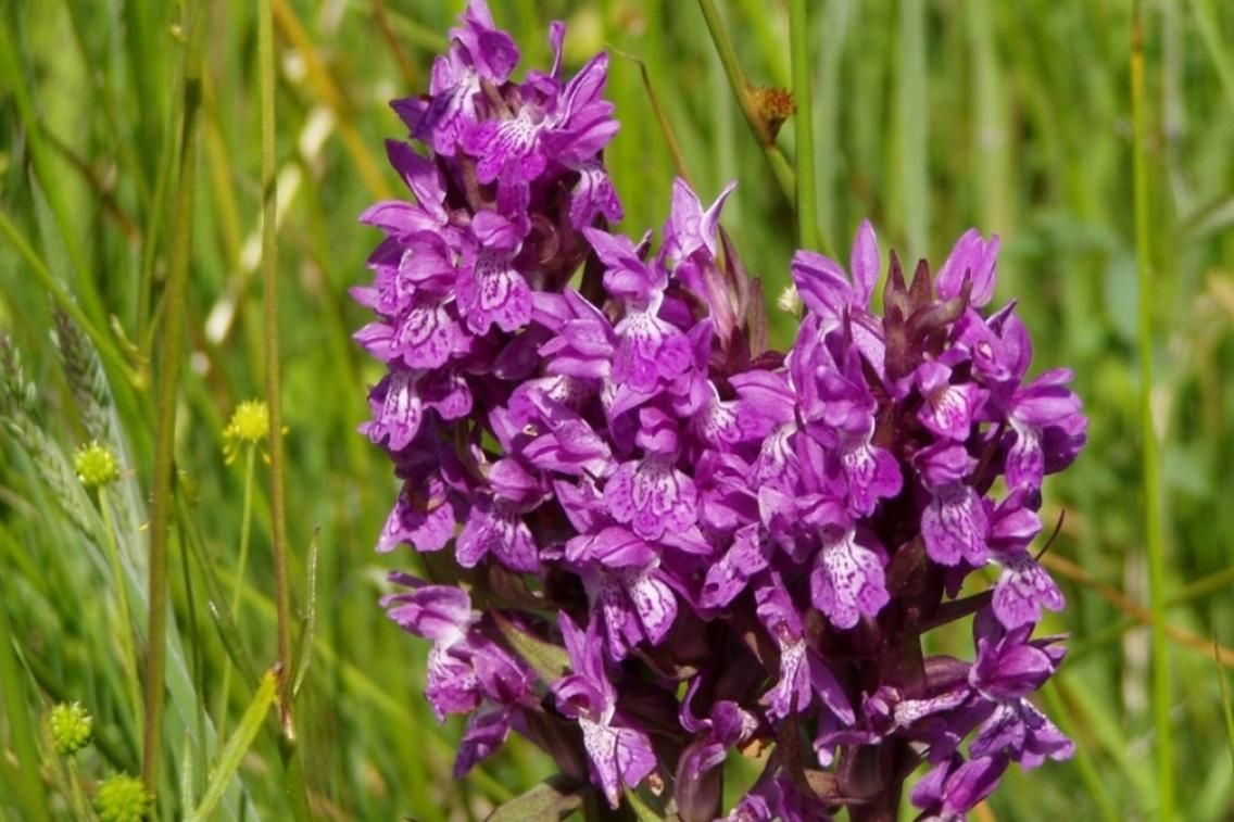 Orchideje české přírody