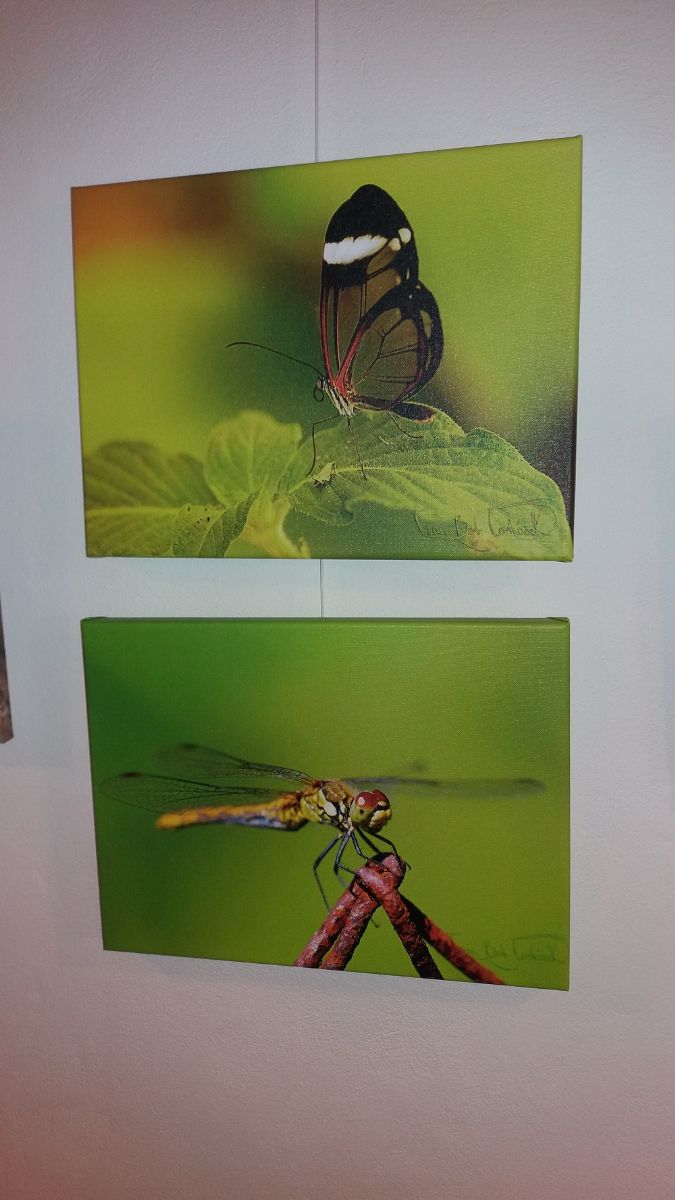 Fotografové Vladimír Petráček a Ivan Tomášek vystavují v Plané