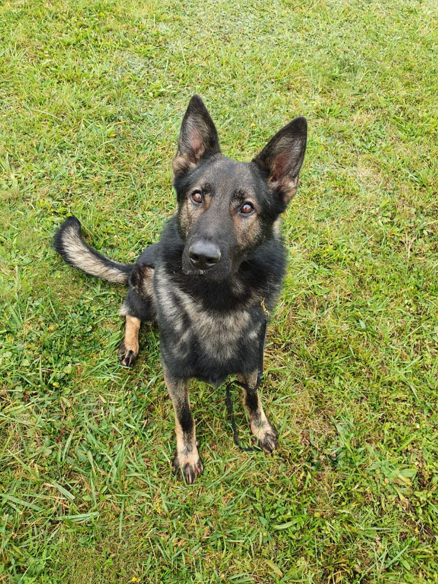 obrázek: Policejní pse vypátral pachatele