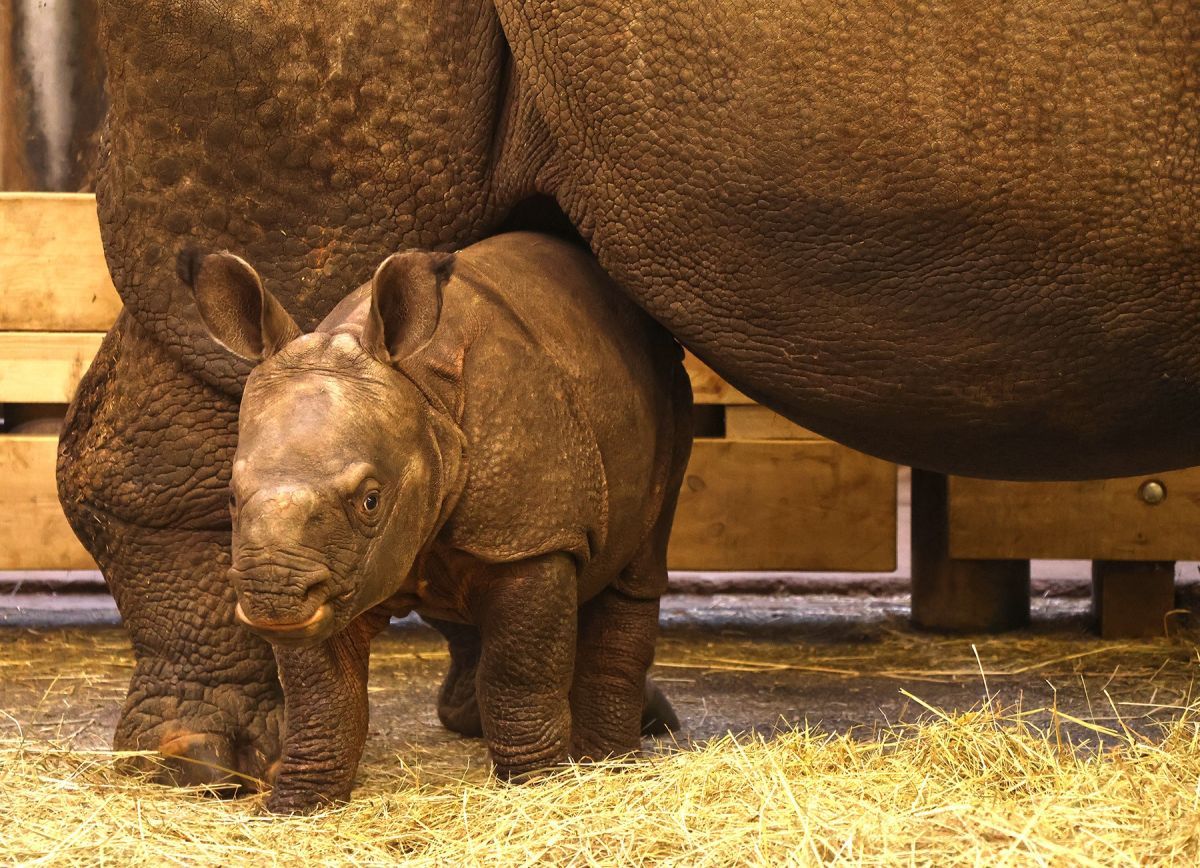 Malý nosorožec v Plzni dostal jméno Apu