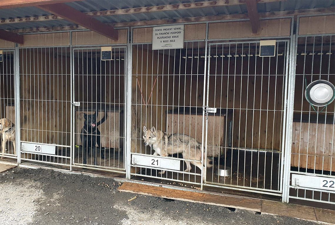 Pes napadl 11letou dívku. Policie obvinila obec, útulek i skautskou vedoucí