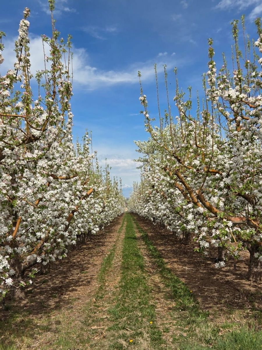 Plzeňský kraj čekají mrazivá rána. V údolích může být až minus šest