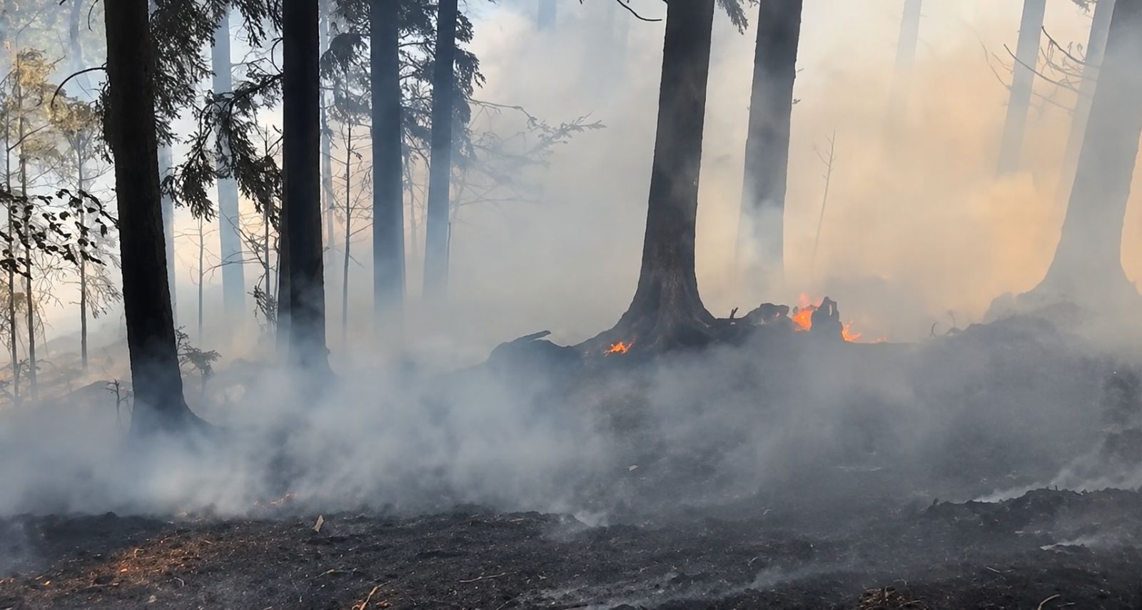 Požár pole na Klatovsku se rozšířil do lesa. Hasičům komplikoval zásah vítr