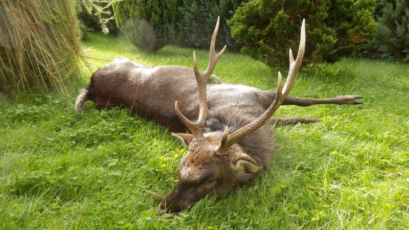 Tachovský myslivec ulovil jelena na černo, uhradil škodu a přišel o zbroják