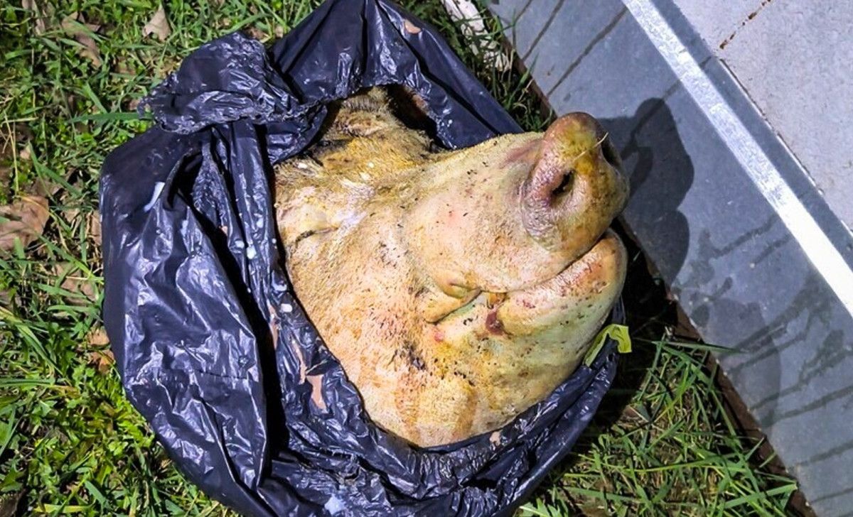 U obchodního centra ve Slovanech se válela useknutá prasečí hlava