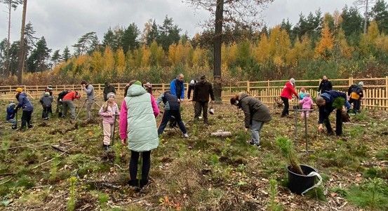 Zábělský Den pro les - 150 dobrovolníků zasadilo 4 000 borovic