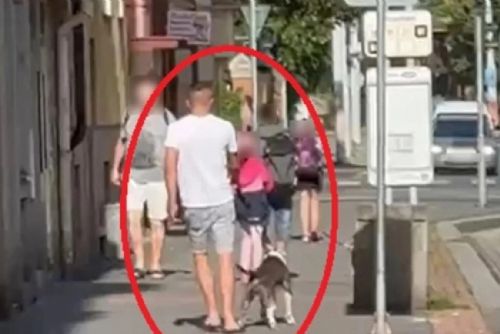 obrázek:Muž v Plzni měl poštvat psa na králíka na cizí zahradě. Zvíře útok nepřežilo, pátrá po něm policie