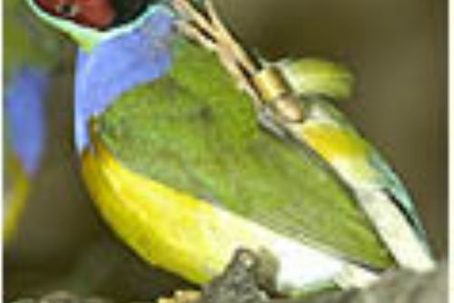 obrázek