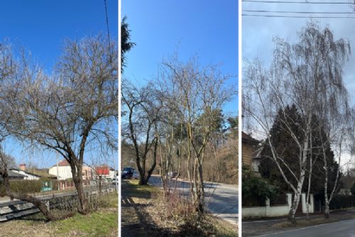 obrázek:Rekonstrukce vozovky na Bílé Hoře si vyžádá kácení