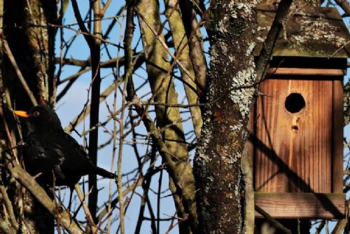 obrázek:Božkovský ostrov bude opět plný ptačího zpěvu