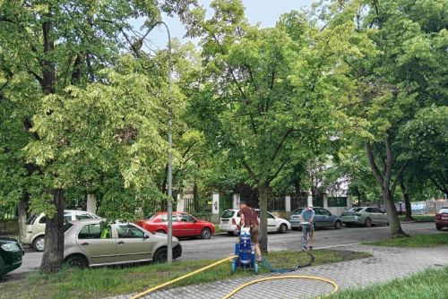 obrázek:Lípy na Slovanech dostaly pořádnou dávku živin