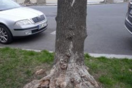 obrázek:Z ulice Květná byly odstraněny poškozené a nevyhovující stromy