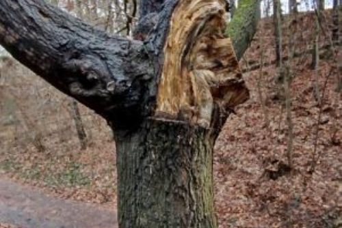 obrázek:Správa veřejného statku zahájila odstraňování suchých a poškozených dřevin v parcích