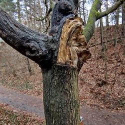 Správa veřejného statku zahájila odstraňování suchých a poškozených dřevin v parcích