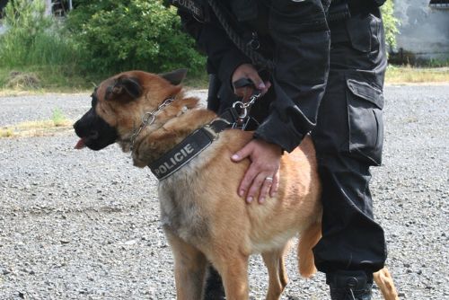 Obrázek - Městská policie Plzeň