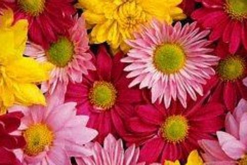 Obrázek - Hemerle flowers
