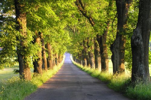 Foto: Anketa Alej roku otvírá také kategorii pro nadšené fotografy