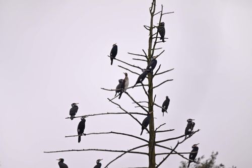 Obrázek - 