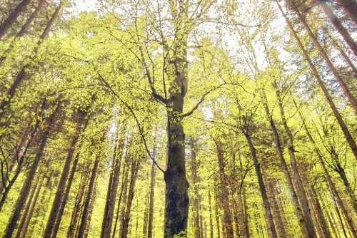 Foto: Bezzásahové plochy v Boubínském pralese se mohou rozšířit