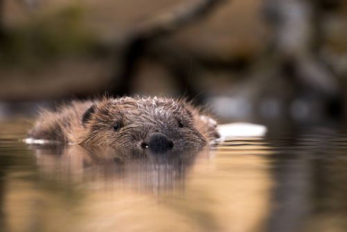 Foto: Bobr se vrátil na Šumavu před 20 lety. Zadržuje vodu a je kořistí vlků