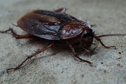 Foto: Budovu úřadu v Plzni obsadili švábi