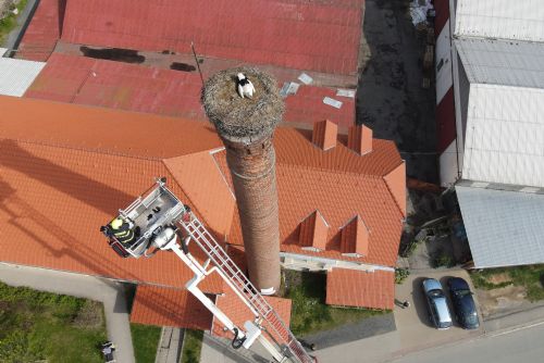 Foto: Čápa ze Šťáhlav zabil proud, mláďata jsou v záchranné stanici