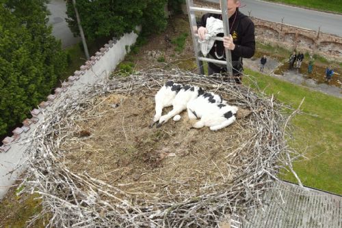 Foto: Čápata z Tachova přišla o život, ta ze Šťáhlav už jsou adoptovaná