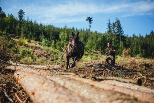 Foto: Den Českého lesa se uskuteční v sobotu v oboře Horšov 