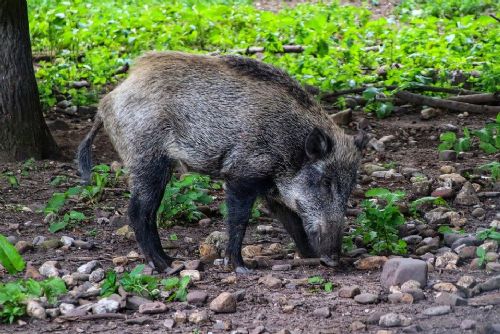 Foto: Divočáci se stahují na kraj Rokycan