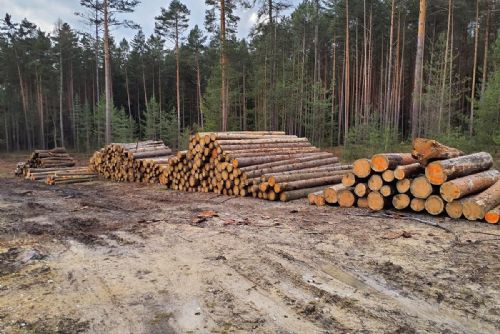 Foto: Dřevo z plzeňských městských lesů je na prodej
