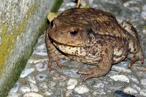 Foto: Dvojice dobrovolníků na Tachovsku zachraňuje žáby